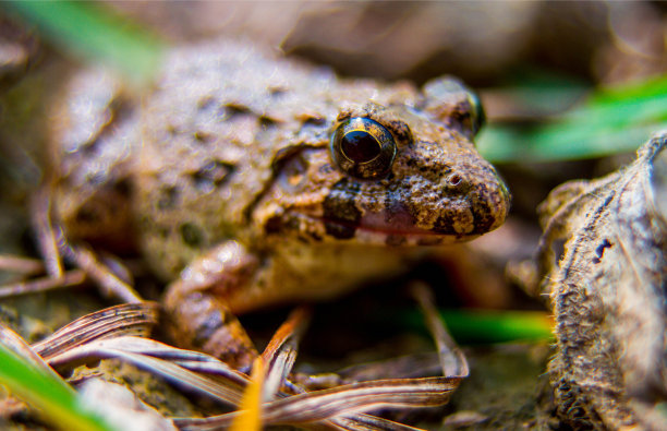 青蛙图片下载