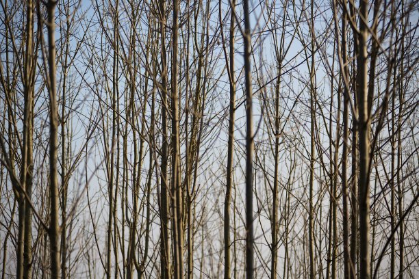 浓密无叶的树林图片下载