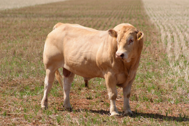 哺乳动物图片下载