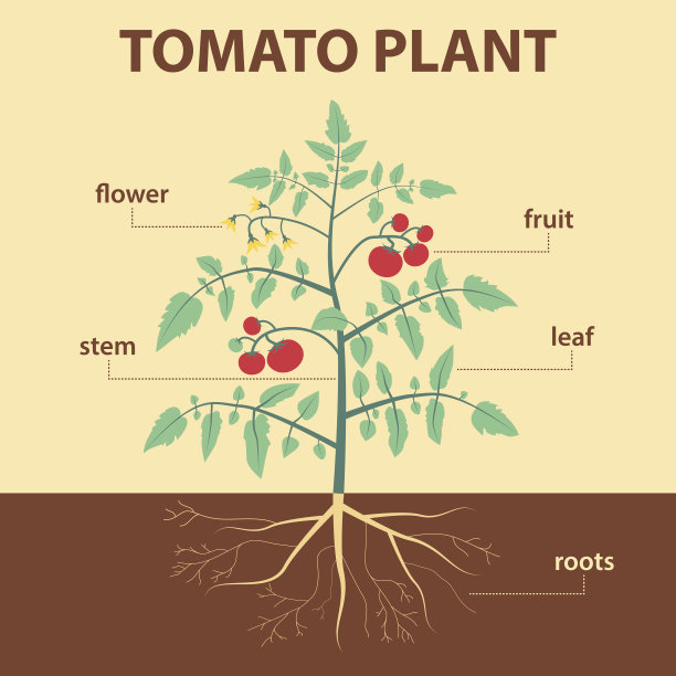 西红柿图片下载