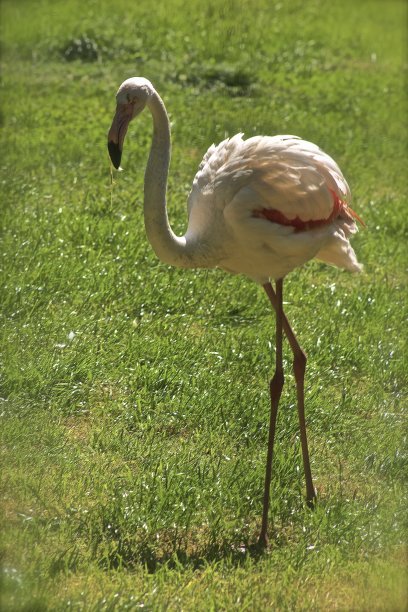 更大的火烈鸟图片下载