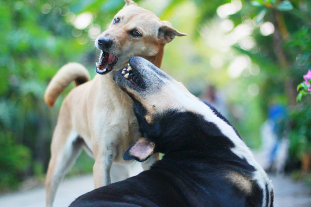 两只狗玩图片下载