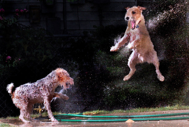 狗狗在草坪洒水器里玩耍图片下载