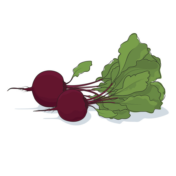 白色背景上的甜菜根蔬菜图片下载