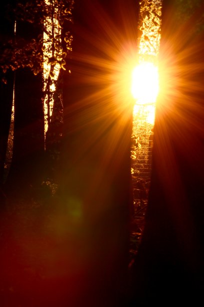 阳光在森林图片下载