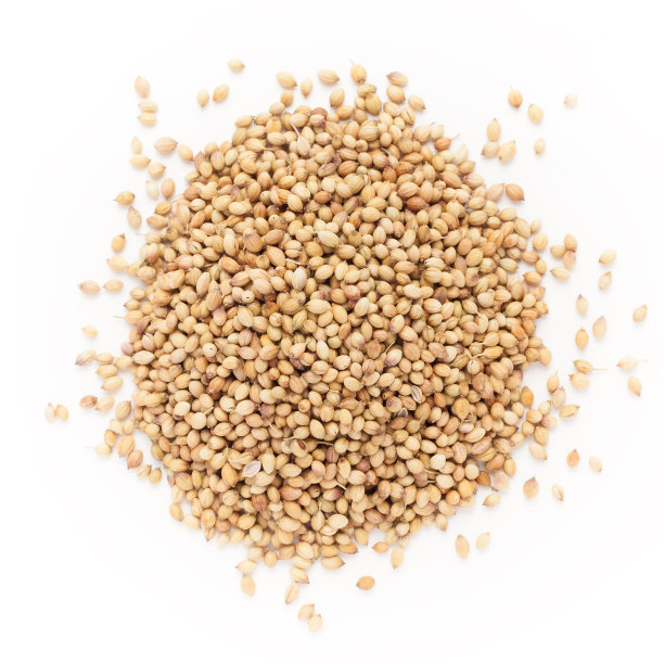 俯视图有机干香菜种子。图片下载