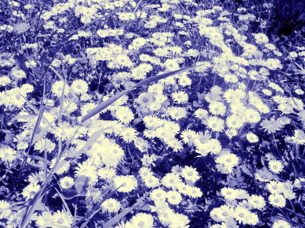 洋甘菊蓝图片下载