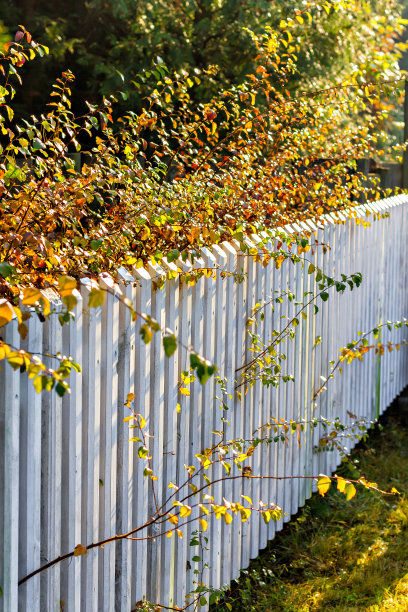 秋叶沿着白色的栅栏图片下载