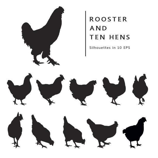 母鸡和公鸡。图片下载