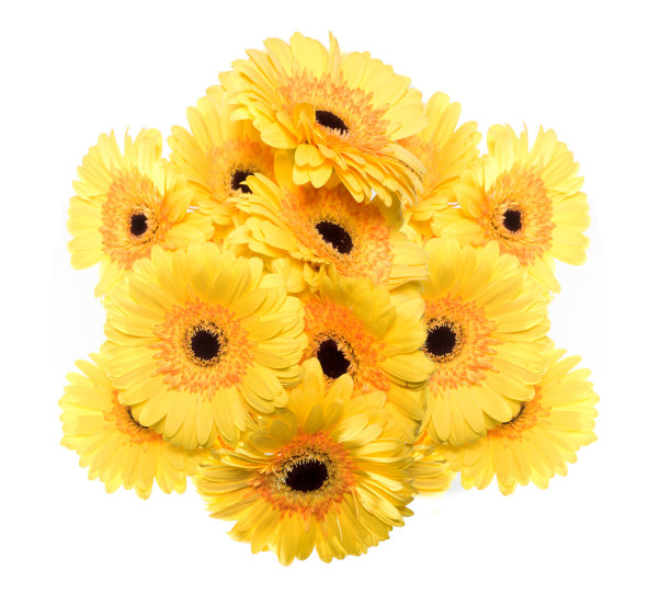 黄非洲菊群分离图片下载