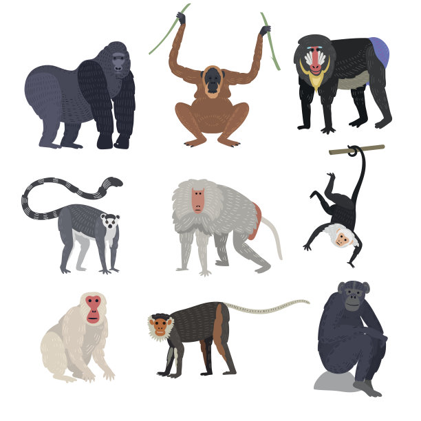 不同类型的猴子珍稀动物载体集图片下载