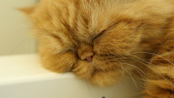 萨默菲尔德的猫加菲猫。图片下载