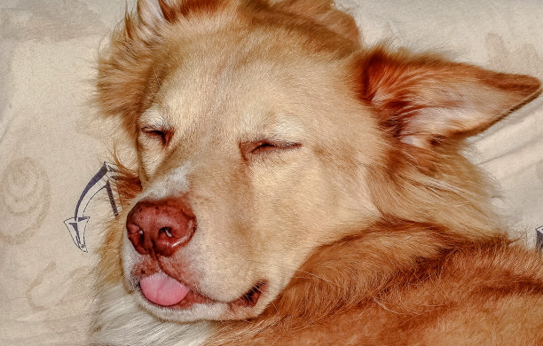 睡觉的狗图片下载