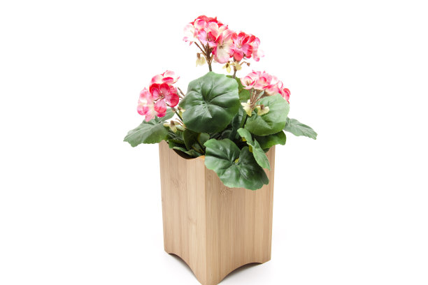 天竺葵与木盒图片下载