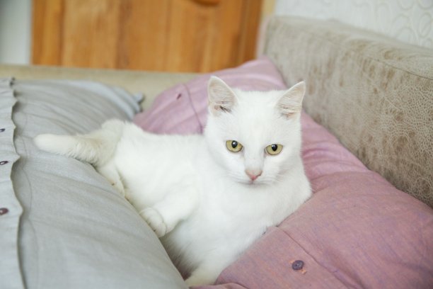 猫的眼睛图片下载