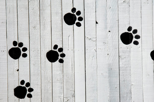 狗的脚印图片下载