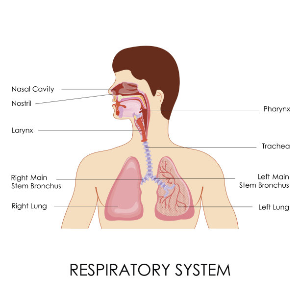 呼吸系统图片下载