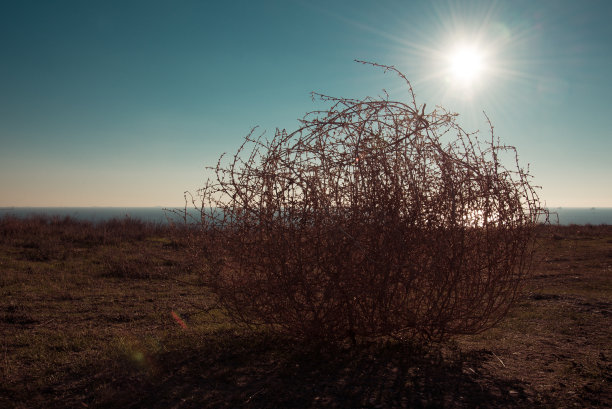 风滚草图片下载
