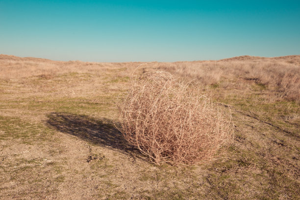 风滚草图片下载