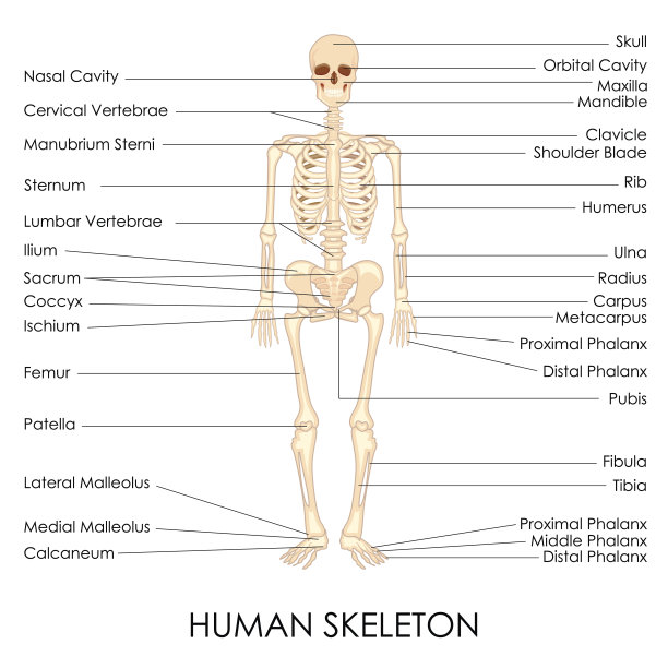 人类的斯凯尔顿图片下载