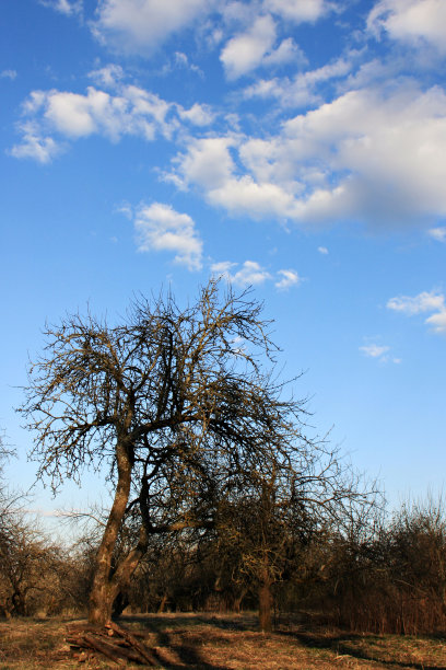 苹果树图片下载