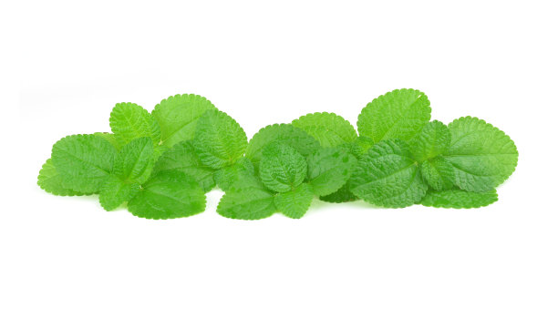薄荷叶近距离在一个白色的背景图片下载