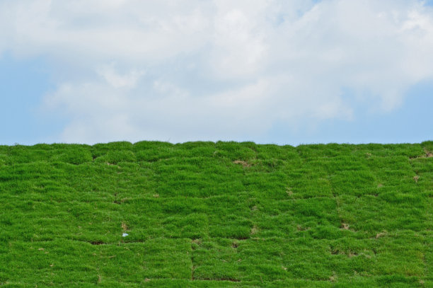 天空的草背景图片下载