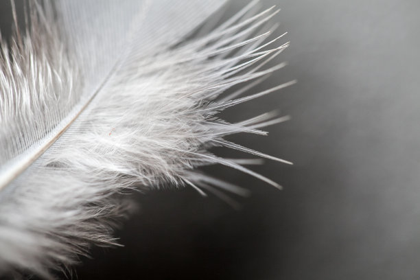 羽毛的特写图片下载