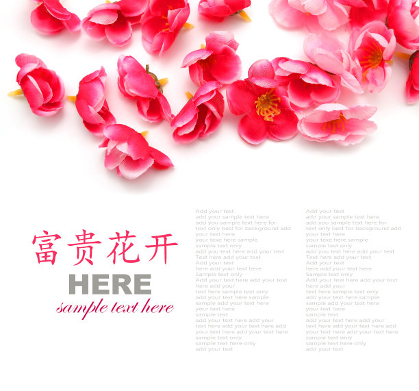 梅的花图片下载