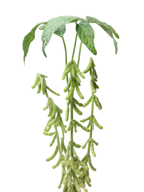 绿色的大豆和叶子在白色的背景图片下载