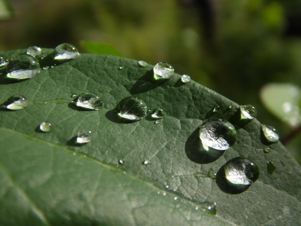 阳光下的雨滴图片下载