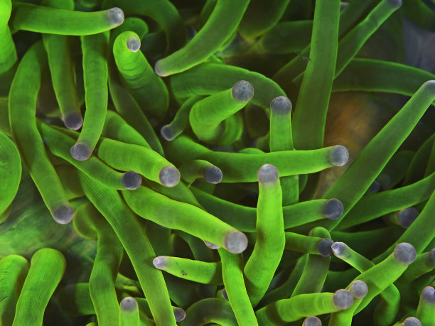 霓虹绿色的海葵触手图片下载