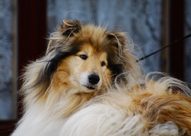 设得兰群岛的狗图片下载