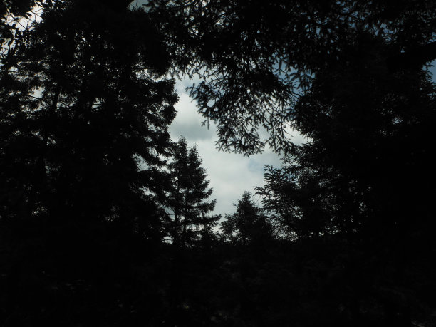 满是树木的天空图片下载