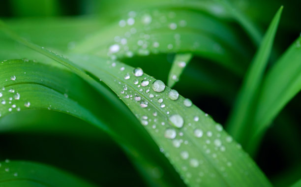 绿色的叶子图片下载