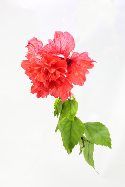 红芙蓉Flowe图片下载