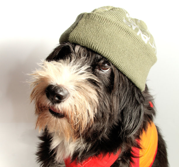 快乐的狗图片下载