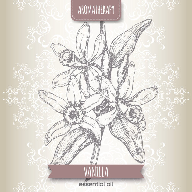 香草素描在黑色的背景。图片下载