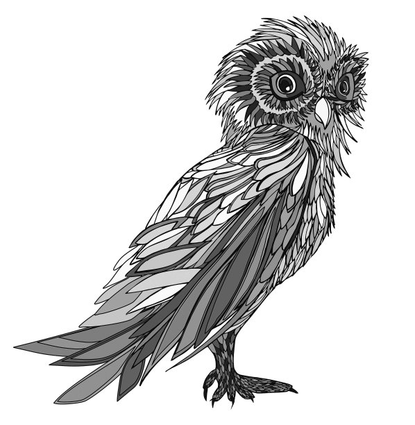 图解说明猫头鹰。手绘。图片下载