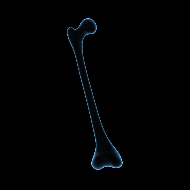 股骨图片下载