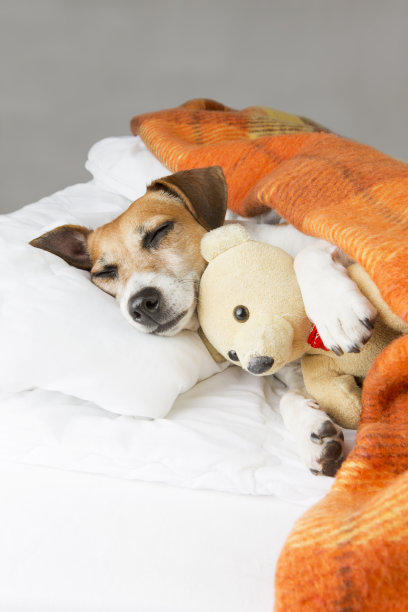 可爱的放松宠物和玩具图片下载