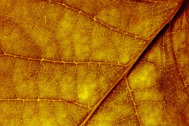 秋天叶子的纹理图片下载