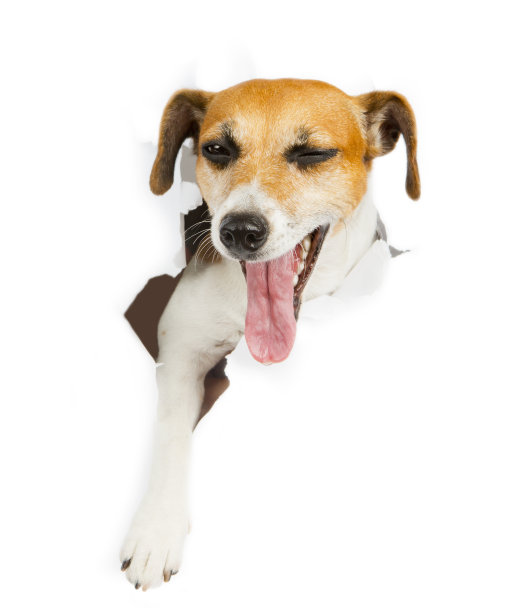 漂亮的狗和海报图片下载