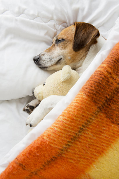 睡得很香的小狗图片下载