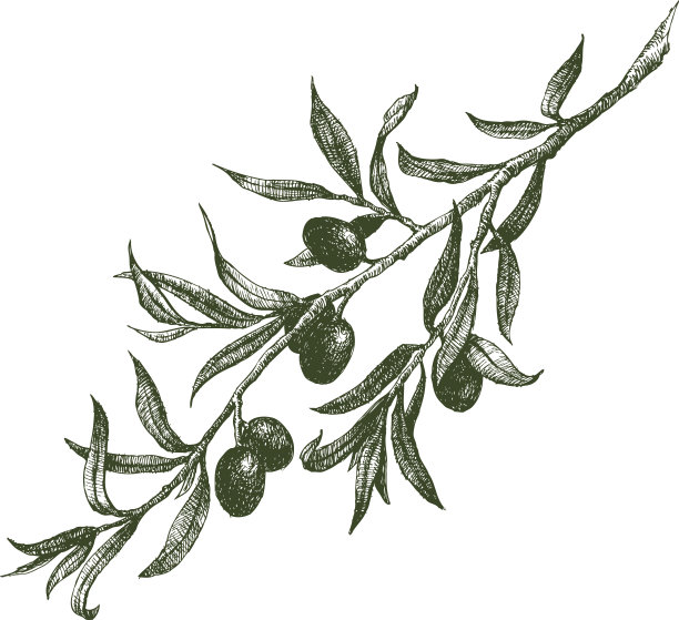 橄榄枝向量图片下载