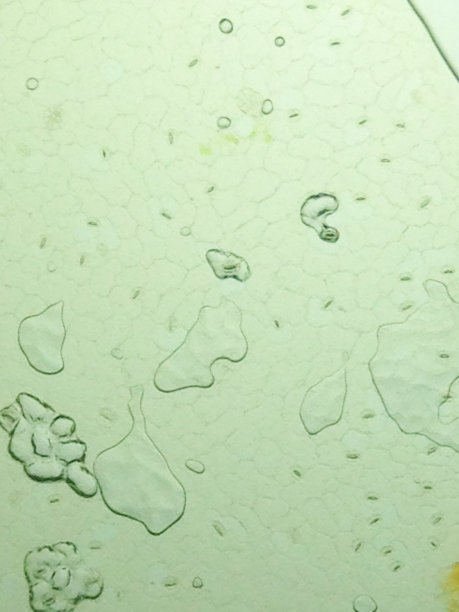 叶表面显示植物细胞图片下载