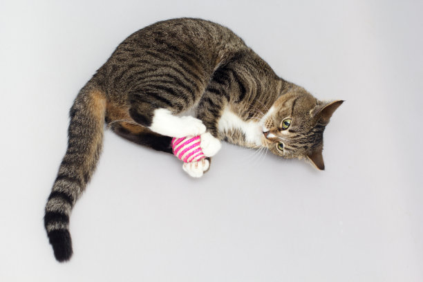 虎斑猫玩球图片下载