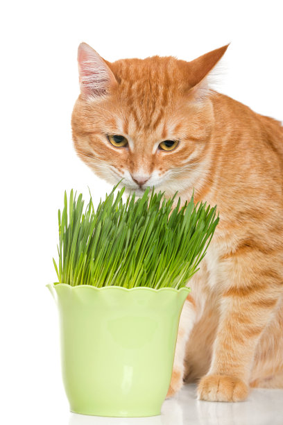 红猫吃绿草图片下载