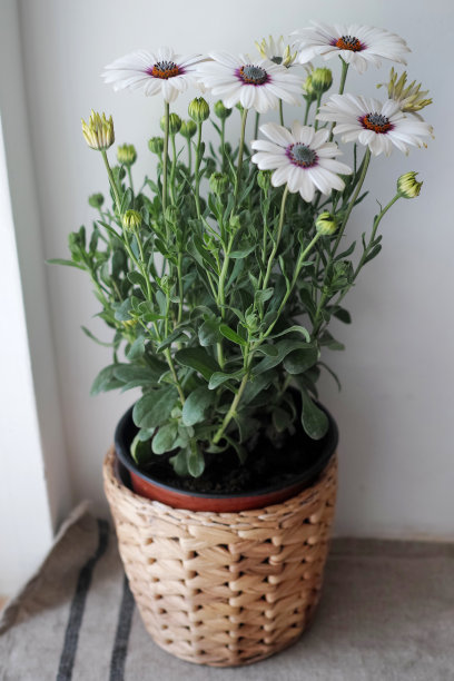 花瓶中的雏菊白色背景图片下载