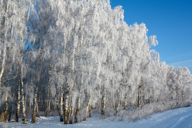 清晨漫步在冬日的树林里。图片下载
